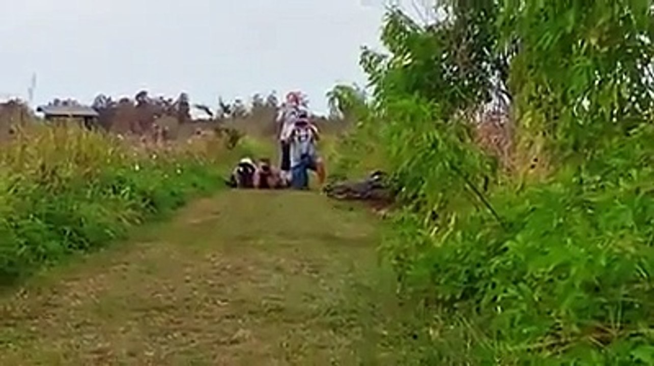 Un énorme alligator traverse juste devant des touristes