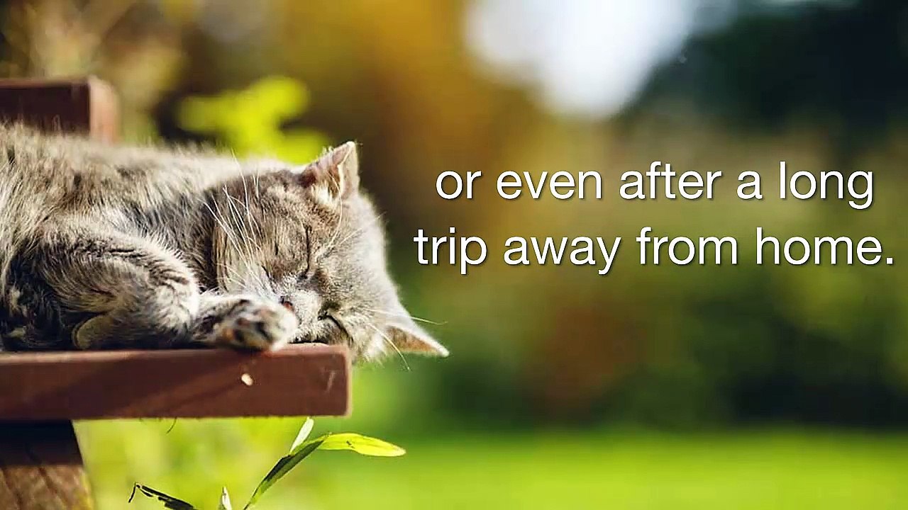 Pet’s Delight: Your Partner In Providing Better Pet Lifestyle