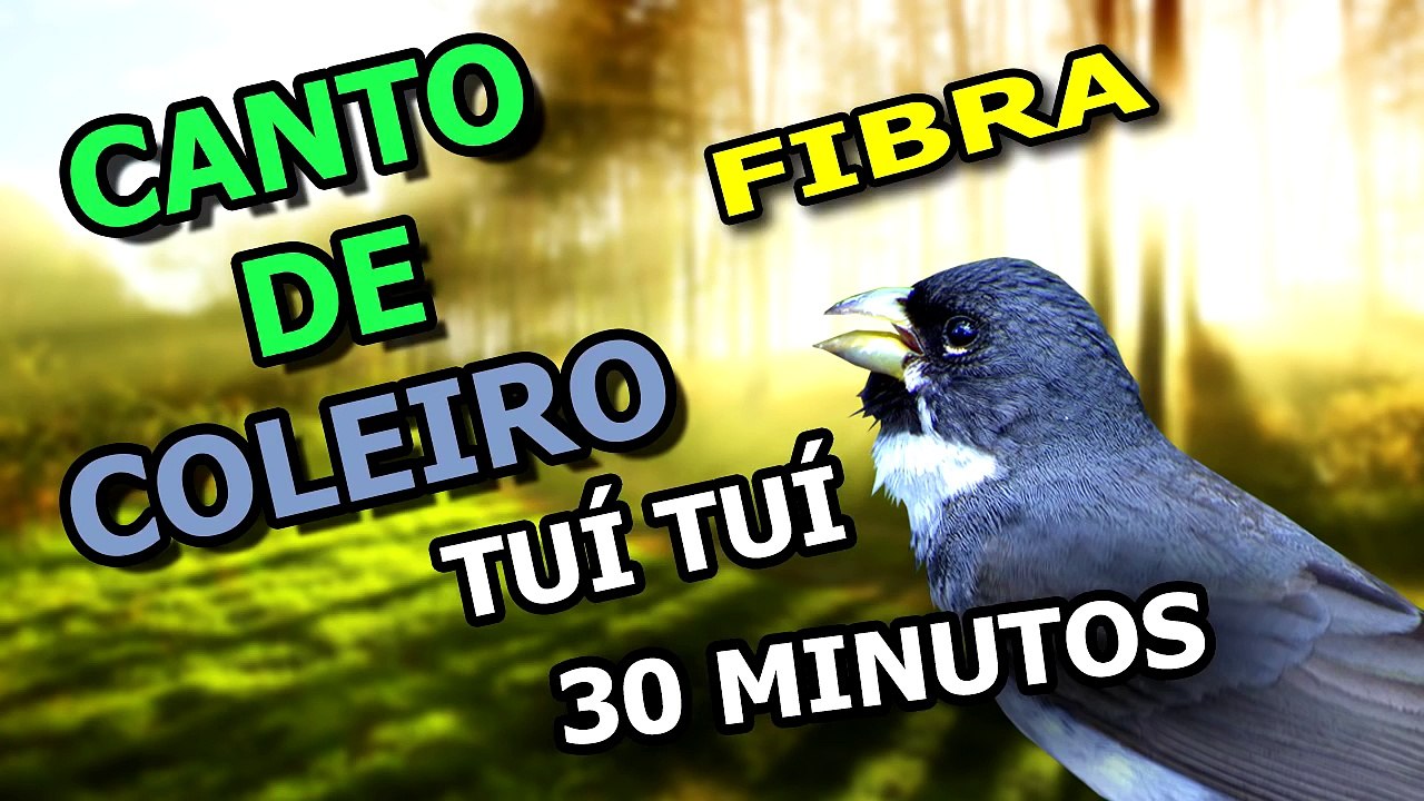 Coleiro Tuí Tuí para ensinar filhotes