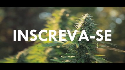 ANVISA LIBERA REMÉDIO A BASE DE MACONHA