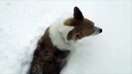 Un chien tente d'avancer dans la poudreuse !