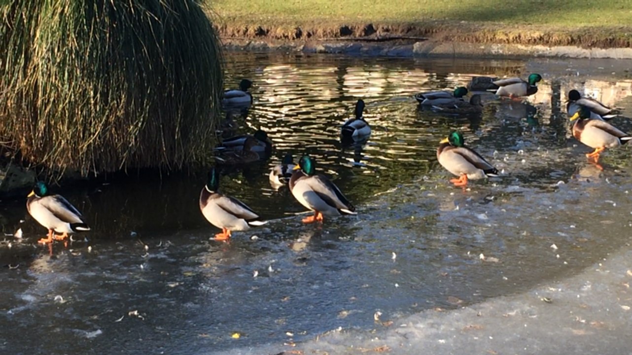Les canards se lancent dans leur danse nuptiale