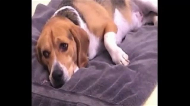 eglenceli Komik hayvanlar videoları gülmek isteyenlere