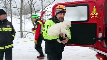 Resgate de filhotes renova esperanças na Itália