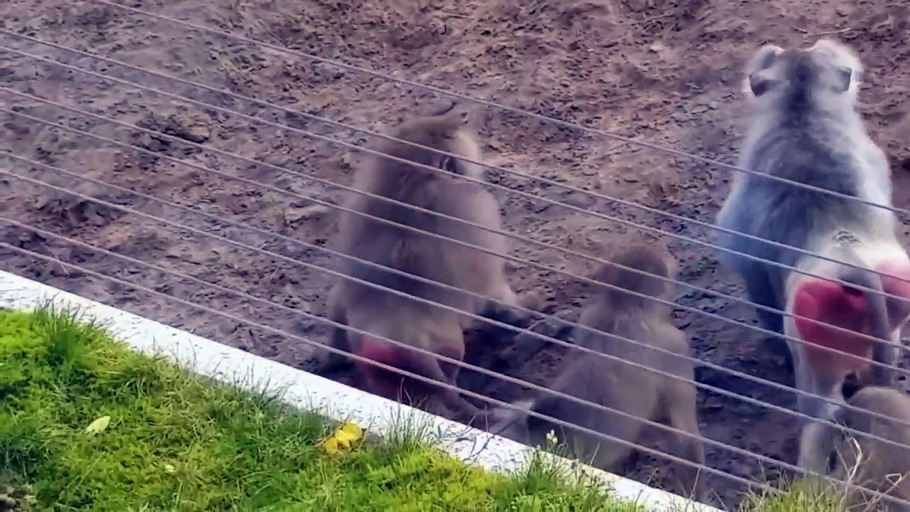 Crazy Monkey Fight - What the Hell is that