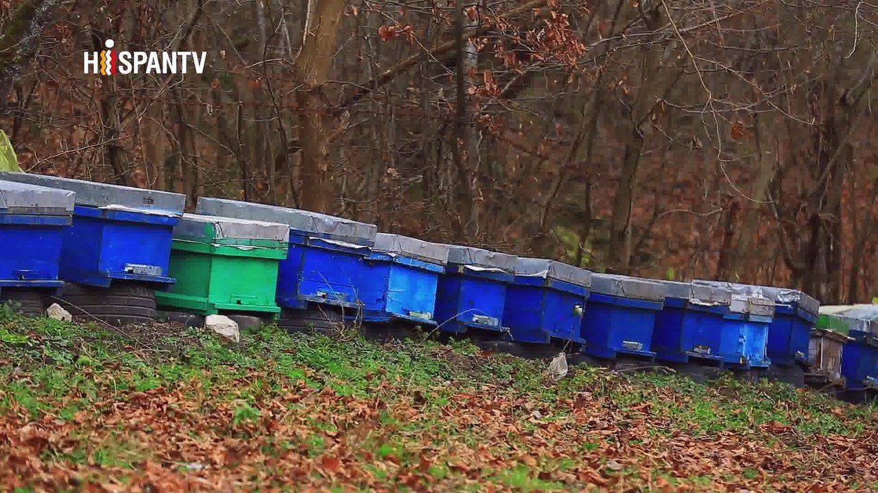 Irán - 1. Royan, joya de Mazandarán 2. Las 5 mejores dulces iraníes 3. Comidas típicas de Shiraz