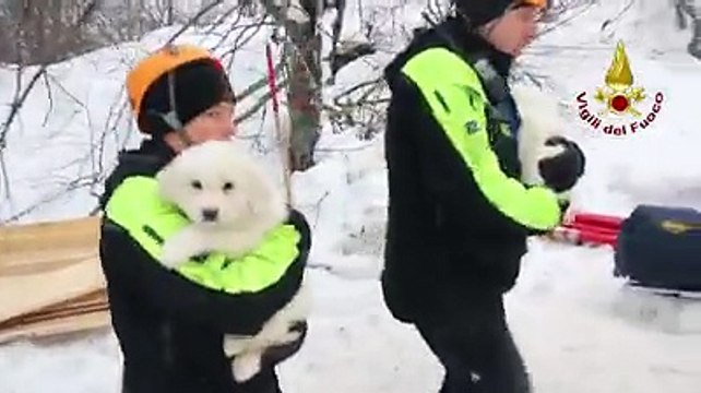 Hotel Rigopiano, salvati i tre cuccioli dalle macerie. Un piccolo miracolo!