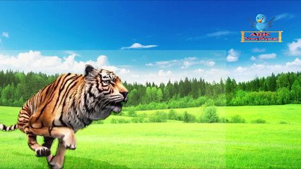 Mega Tiger Run Daddy Finger Family Song | Baby Preschool Kindergarten Ark Nursery Rhyme for Kids