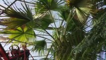 VIDEO Villers-lès-Nancy : un palmier rare sauvé au jardin du...