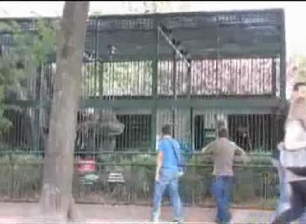 Jojo le chimpanzé
