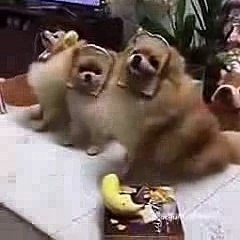 Doga Cantores Com Pão Na Cabeça Onde Ja Viu Algo Assim Kk