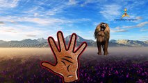 Gorilla vs Tiger Finger Family 3d Nursery english rhymes | Animal attacks