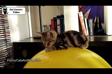 A ball is the best bed for Kitten  Funny Cats