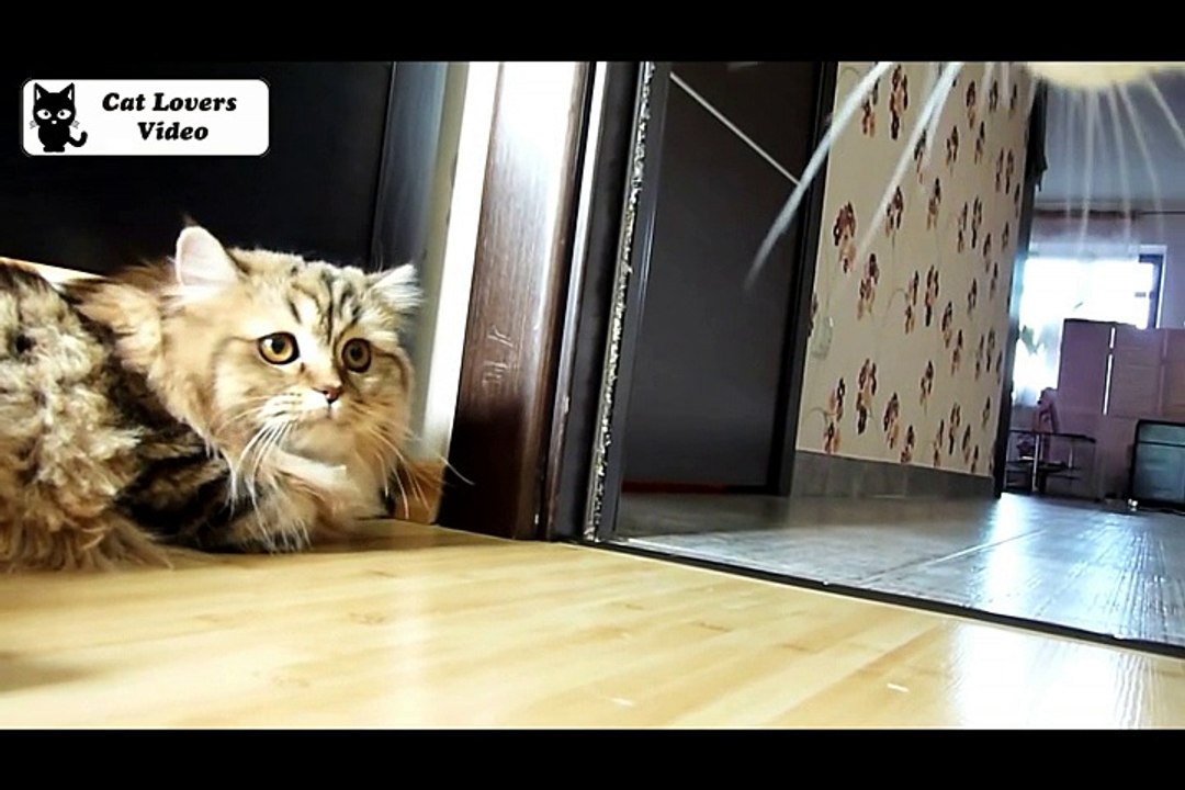 Cat Rocky meets dear guests