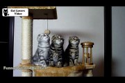 Chorus Line of Folds  Funny Cats  Cute Kittens