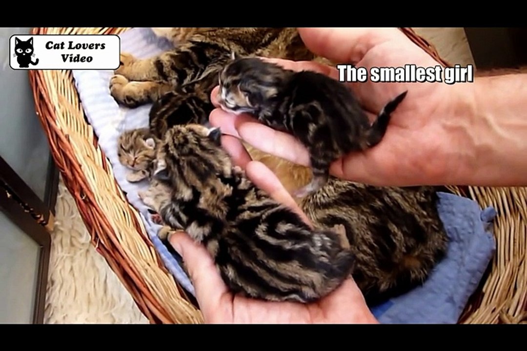 Coco gave birth 6 kittens