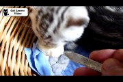 Cute and Funny Kitten  eats a spoon