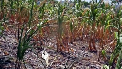 COPECO pronostica sequia extrema