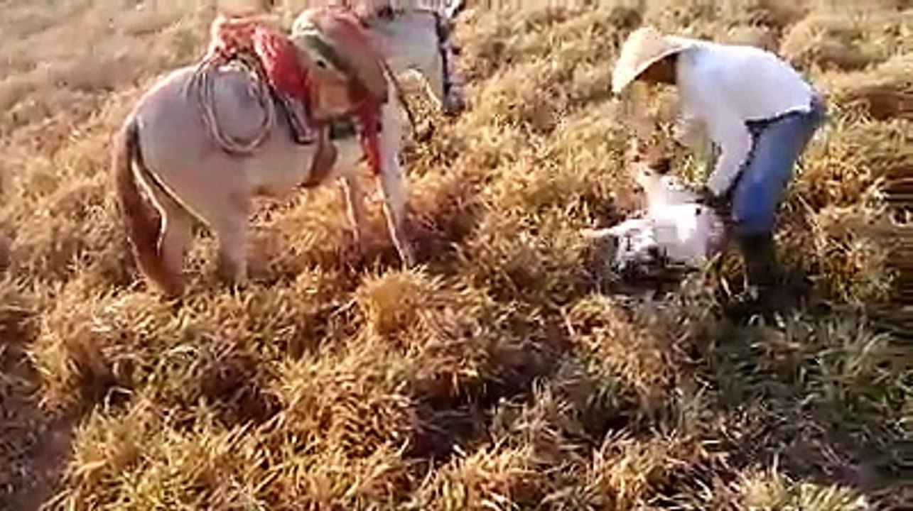 Cavalo protege seu dono do ataque de uma vaca enquanto ele ajuda o bezerro recém-nascido