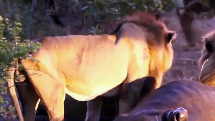 Three Male Lions Hunt and Kill a Buffalo
