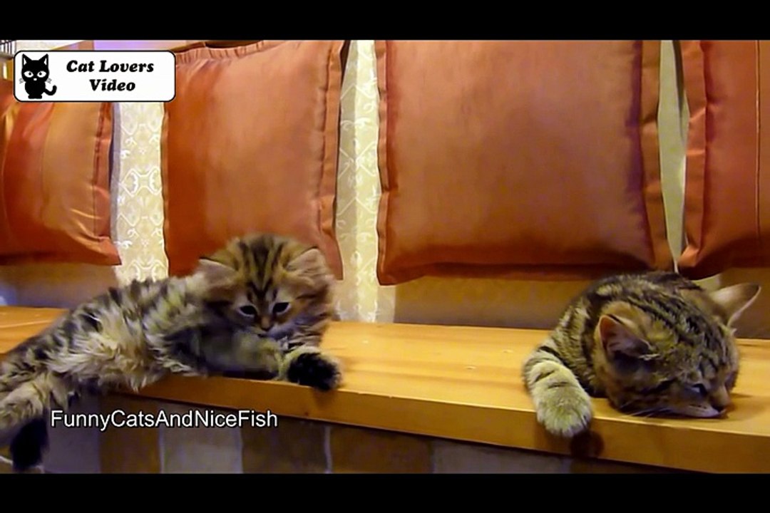 Cute Kittens and Funny Cats Compilation