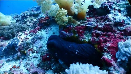 Kaw-Kaw Gili 2016 720p Olympus TG Tracker