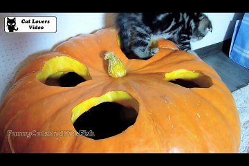 Cute Kittens are preparing for Halloween   Funny Cats