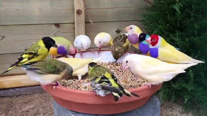 Birds feeding together!