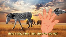 Finger Family Zebra Animal Rhymes in HD |Funny Zebra | Nursery Rhymes For Children