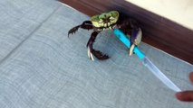 Share Now: The Gangster crab! Thug Life!