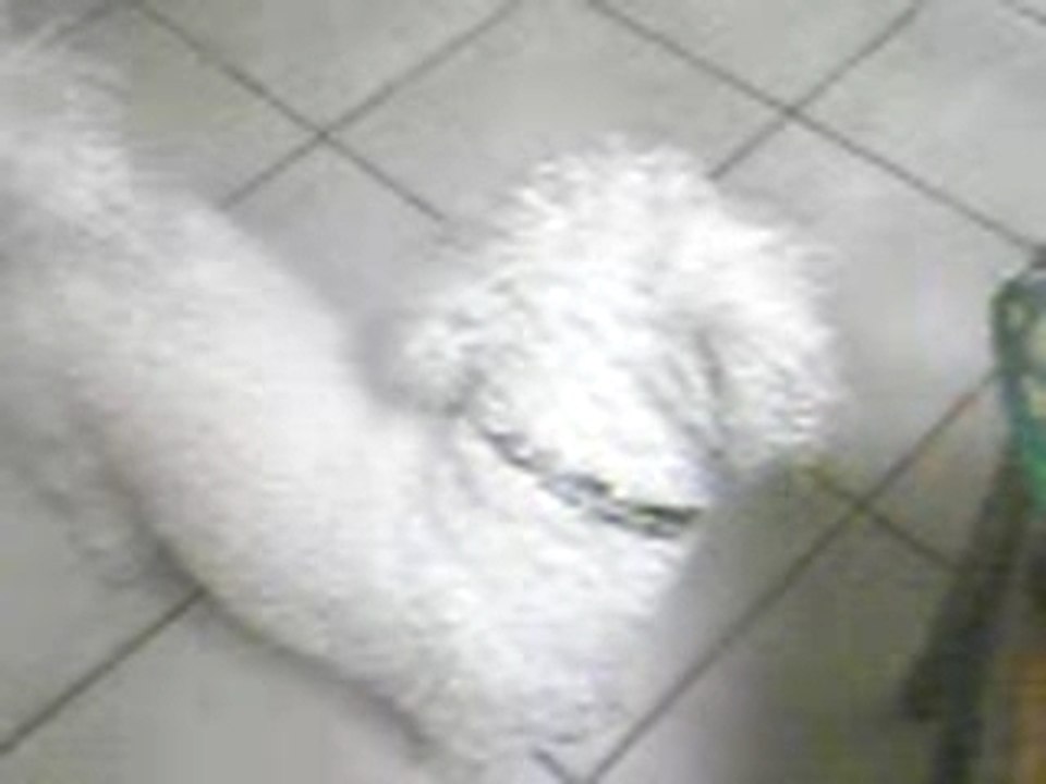 chien