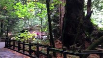 Muir Woods National Monument ~ California Coastal Redwoods Forest