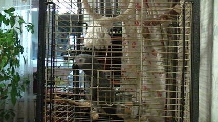 Шок   попугай отвечает человеку