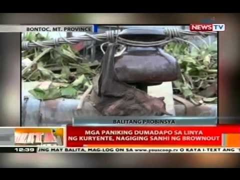 BT: Mga paniking dumadapo sa linya ng kuryente, nagiging sanhi ng brownout