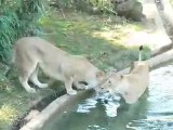 Elanor's Lionesses - Who said Lions don't like water?