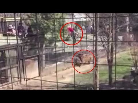 Shocking video : Woman jump safety fence at Toronto Zoo tiger enclosure to retrieve hat