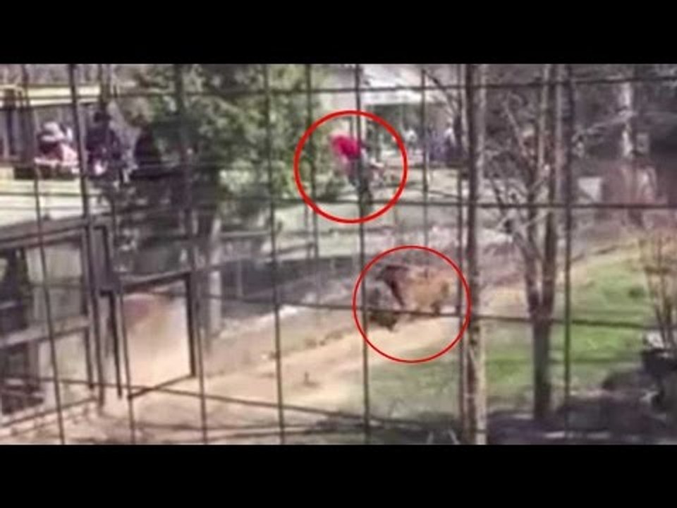 Shocking video : Woman jump safety fence at Toronto Zoo tiger enclosure to retrieve hat