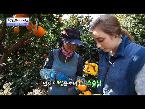 에바, 오늘의 미션! 쉽지 않은 제주도 감귤따기! [광화문의 아침] 380회 20161215