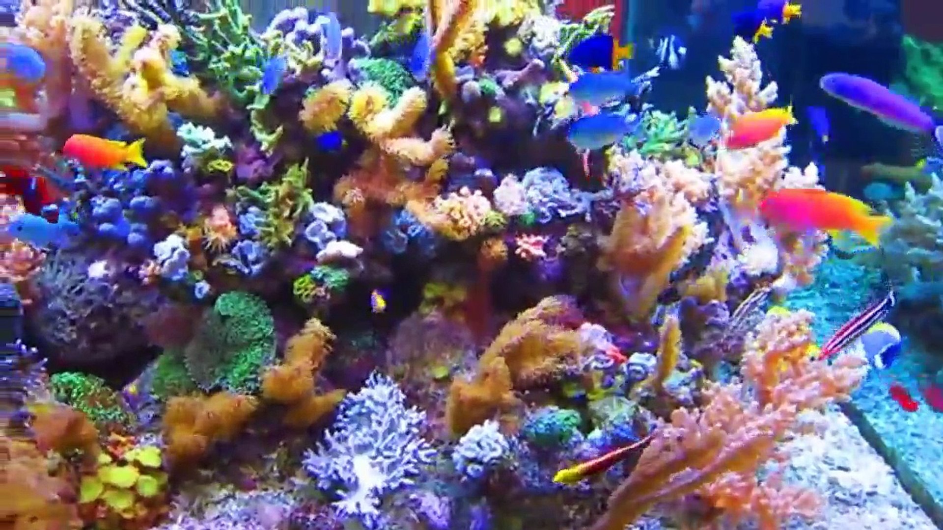 ⁣Saltwater Aquarium