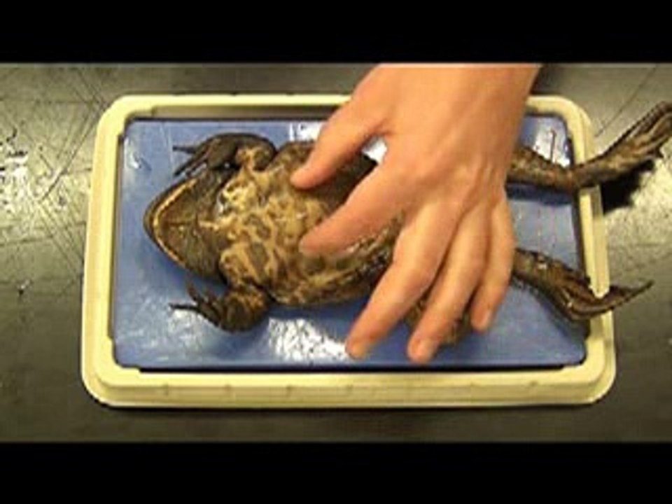 Bullfrog -animals-haha _19