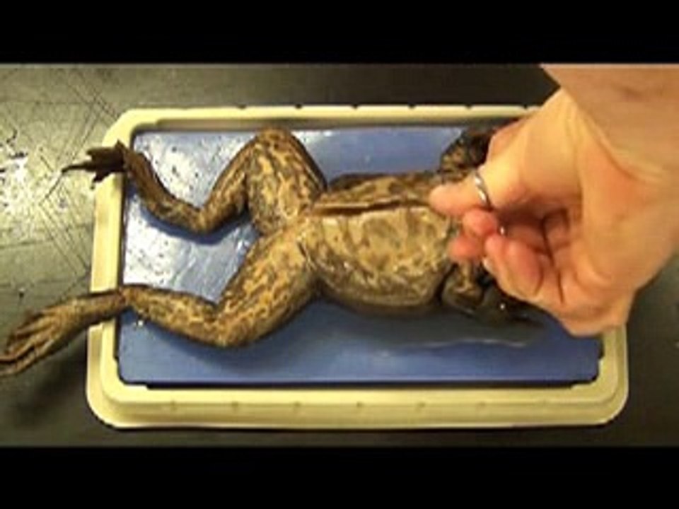 Bullfrog -animals-haha _22