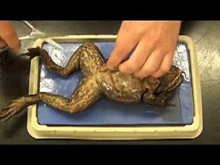Bullfrog -animals-haha _24