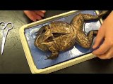 Bullfrog -animals-haha _27