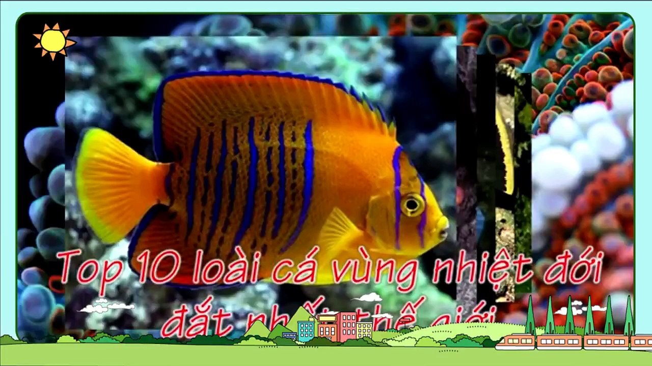 FISH EXPENSIVE