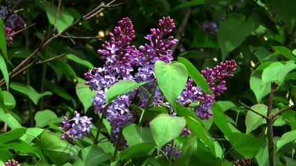 Purple Lilac Plant Full HD released by NCV