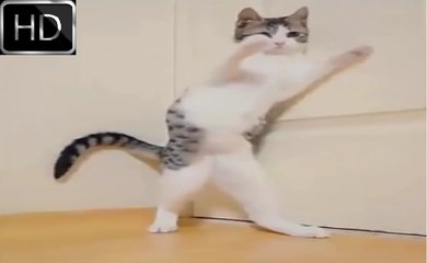 Frustrated Cat Funny