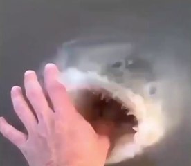 Manual Fish Capture Süper