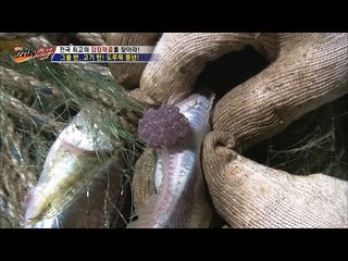 살아있는 도루묵에서 알을 바로 꺼내보다! [뉴 코리아 헌터] 28회 20161212
