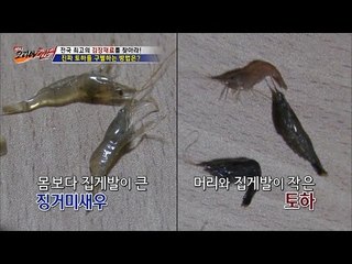 억대 매출, 진짜 토하를 구별하는 방법은? [뉴 코리아 헌터] 28회 20161212