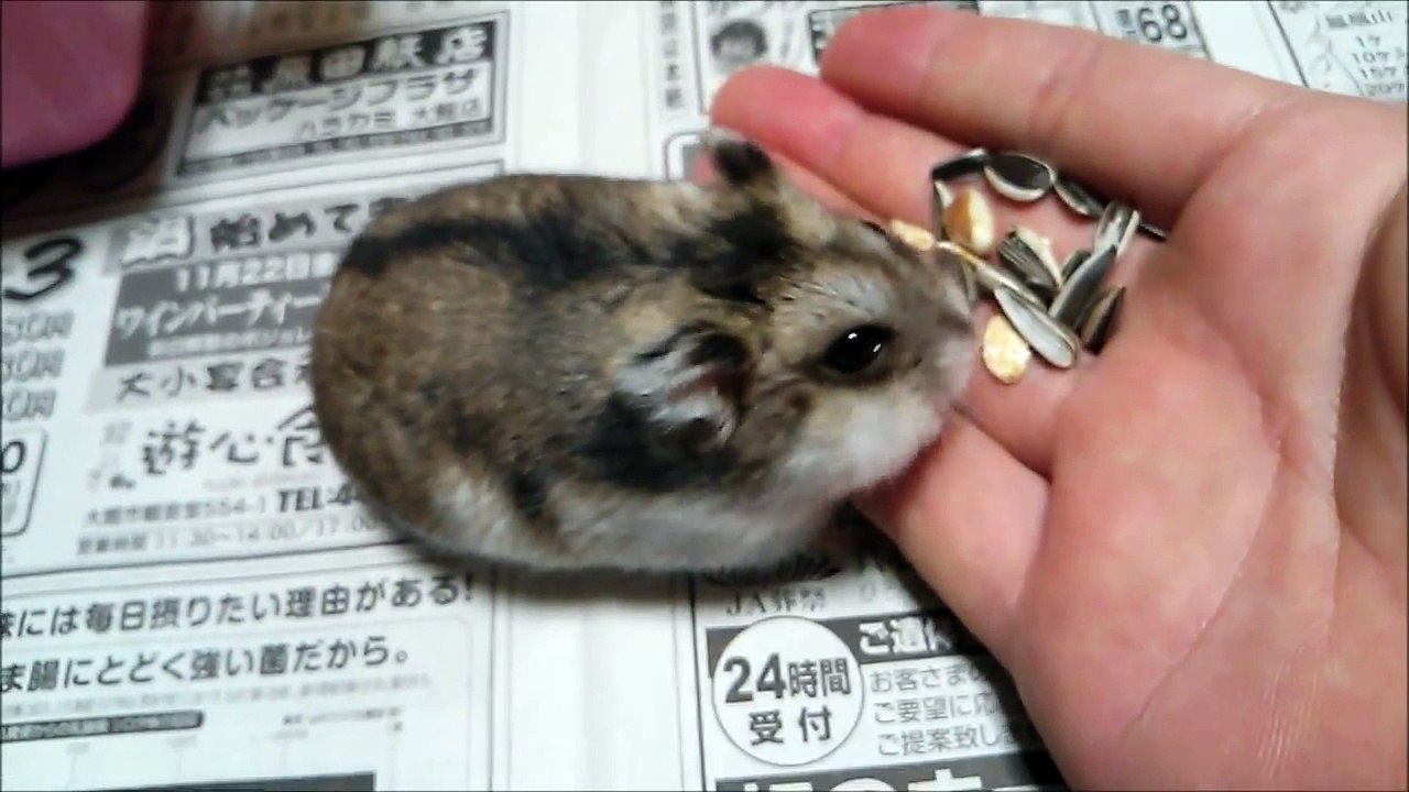 麻田義貴のコロコロハムちゃん (7)